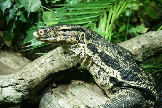 Reptilium Terrarien- und Wüstenzoo Landau